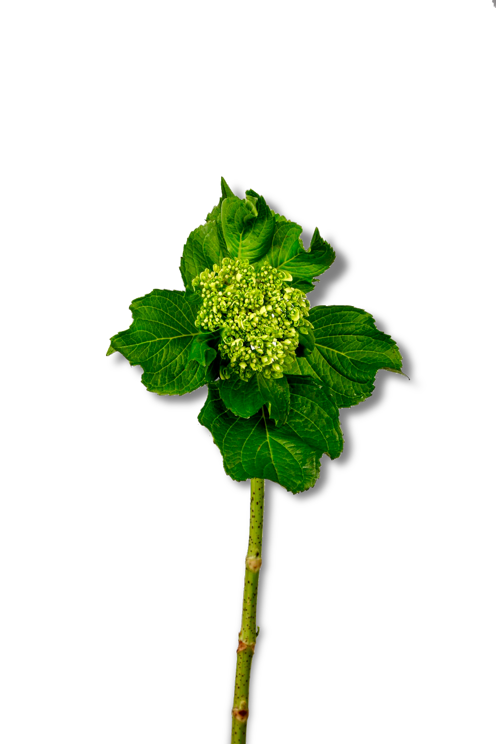 هيدرنجا ميني اخضر