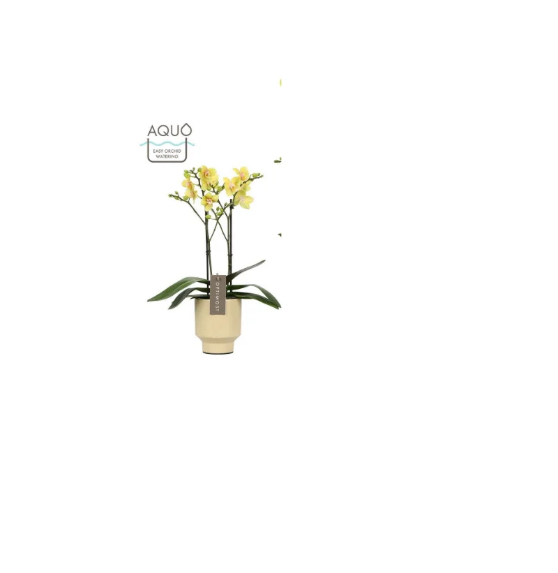 نبتة 320
