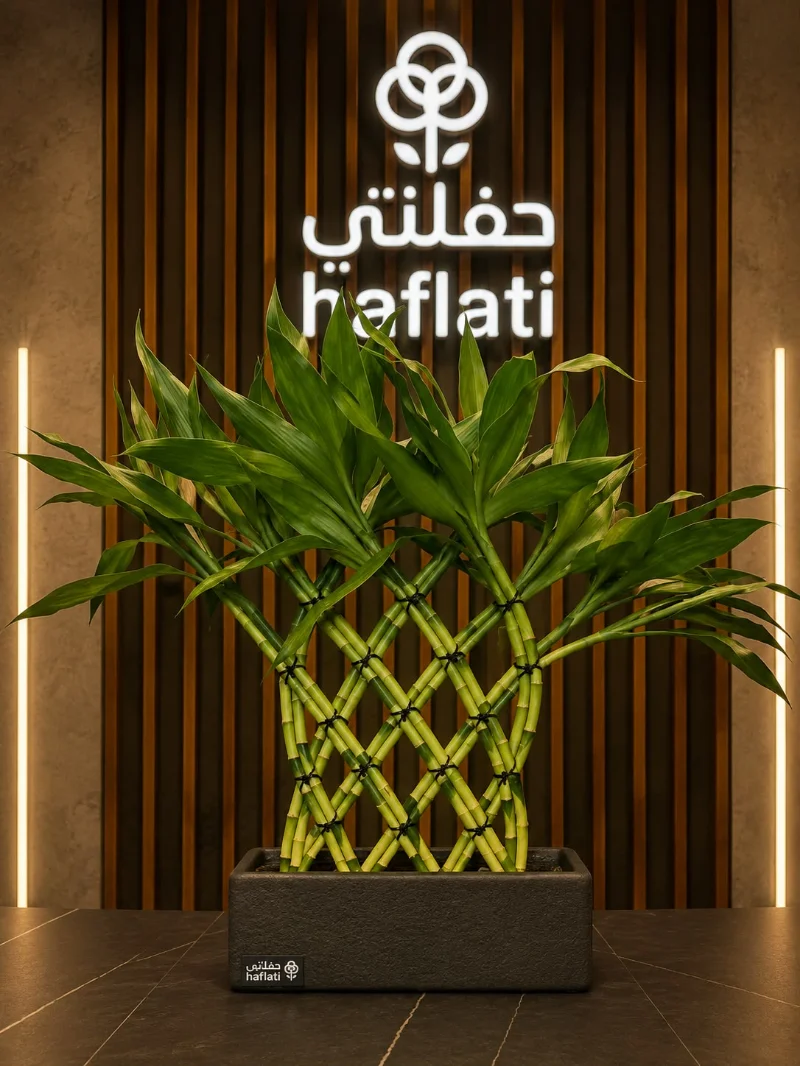 بامبو 