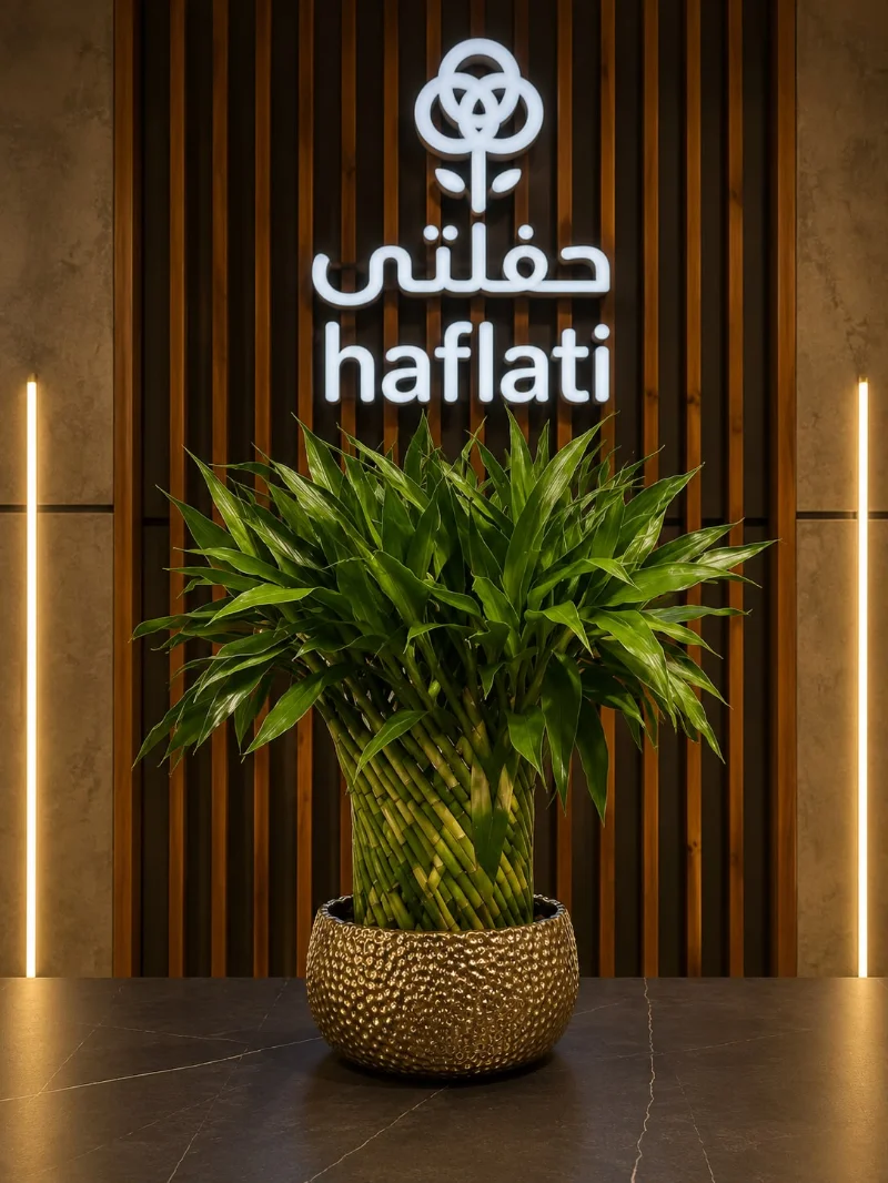 بامبو مع فاز