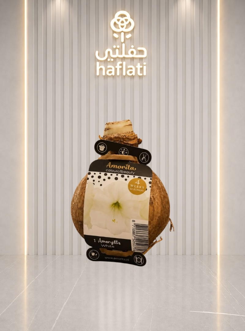 بوصيله 